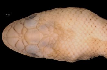 Media type: image;   Herpetology R-24426 Aspect: head dorsal